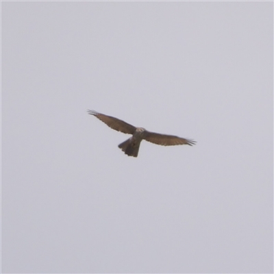 Tachyspiza fasciata (Brown Goshawk) at Fyshwick, ACT - 20 Feb 2025 by MatthewFrawley