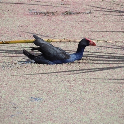 Porphyrio melanotus (Australasian Swamphen) at Fyshwick, ACT - 20 Feb 2025 by MatthewFrawley