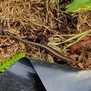 Lampropholis sp. (Grass Skink) at Copmanhurst, NSW - 28 Dec 2024 by MazzV