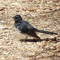 Rhipidura leucophrys (Willie Wagtail) at Fyshwick, ACT - 20 Feb 2025 by MatthewFrawley