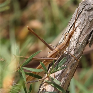 Acrida conica (Giant green slantface) at Burrinjuck, NSW - 10 Feb 2025 by ConBoekel