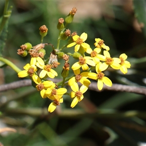 Senecio linearifolius var. latifolius at Burrinjuck, NSW - 10 Feb 2025 by ConBoekel