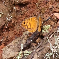 Geitoneura acantha (Ringed Xenica) at Burrinjuck, NSW - 10 Feb 2025 by ConBoekel