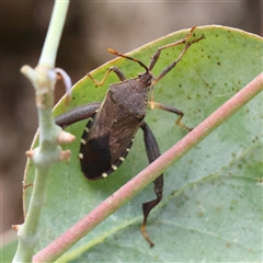 Amorbus (genus) (Eucalyptus Tip bug) at Burrinjuck, NSW - 10 Feb 2025 by ConBoekel