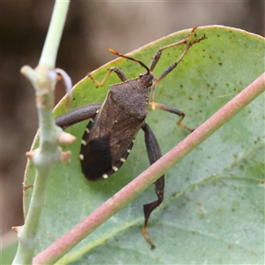 Amorbus sp. (genus) at Burrinjuck, NSW - 10 Feb 2025 02:04 PM