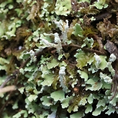 Unidentified Moss, Liverwort or Hornwort at Burrinjuck, NSW - 10 Feb 2025 by ConBoekel