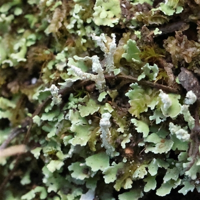 Unidentified Moss, Liverwort or Hornwort at Burrinjuck, NSW - 10 Feb 2025 by ConBoekel