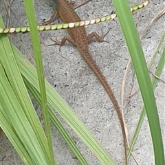 Carlia vivax (Lively Rainbow-skink, Tussock Rainbow-skink) by MazzV