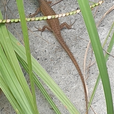 Carlia vivax (Lively Rainbow-skink, Tussock Rainbow-skink) at Copmanhurst, NSW by MazzV