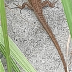 Carlia vivax at Copmanhurst, NSW - suppressed