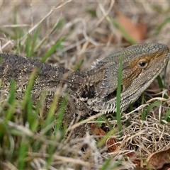 Pogona barbata (Eastern Bearded Dragon) at Weetangera, ACT - 22 Feb 2025 by Thurstan