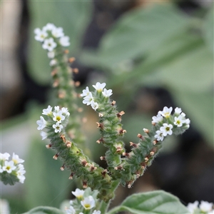 Heliotropium europaeum (Common Heliotrope, Potato Weed) at Burrinjuck, NSW - 10 Feb 2025 by ConBoekel