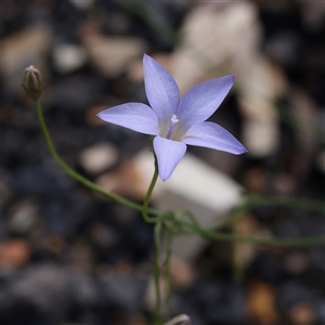 Wahlenbergia graniticola at Burrinjuck, NSW - 10 Feb 2025 02:13 PM