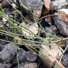 Wahlenbergia graniticola at Burrinjuck, NSW - 10 Feb 2025 02:13 PM