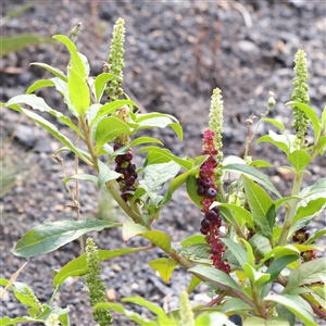 Phytolacca octandra (Inkweed) at Burrinjuck, NSW - 10 Feb 2025 by ConBoekel