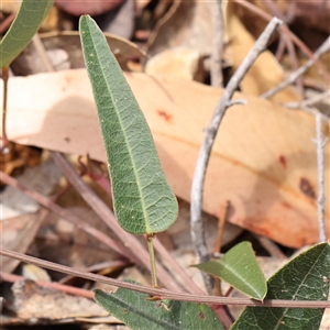 Hardenbergia violacea (False Sarsaparilla) at Burrinjuck, NSW - 10 Feb 2025 by ConBoekel