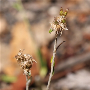 Euchiton japonicus (Creeping Cudweed) at Burrinjuck, NSW - 10 Feb 2025 by ConBoekel