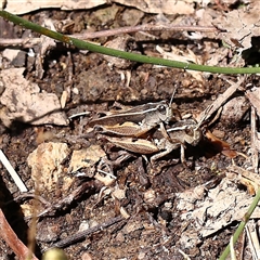 Phaulacridium vittatum (Wingless Grasshopper) at Burrinjuck, NSW - 10 Feb 2025 by ConBoekel