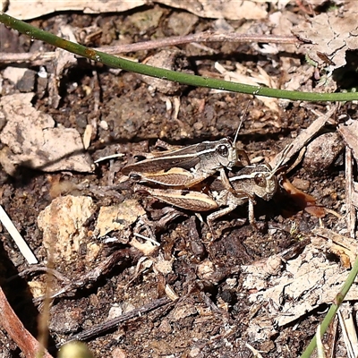 Phaulacridium vittatum (Wingless Grasshopper) at Burrinjuck, NSW - 10 Feb 2025 by ConBoekel