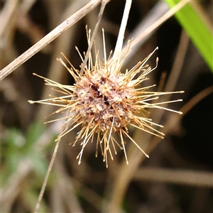 Acaena novae-zelandiae (Bidgee Widgee) at Burrinjuck, NSW - 10 Feb 2025 by ConBoekel