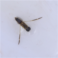 Notonectidae (family) (Backswimmer) at Burrinjuck, NSW - 10 Feb 2025 by ConBoekel