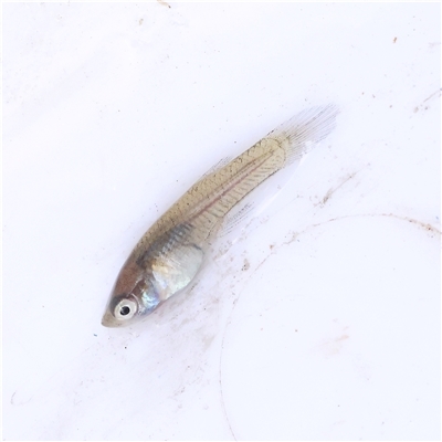 Gambusia holbrooki (Gambusia, Plague minnow, Mosquito fish) at Burrinjuck, NSW - 10 Feb 2025 by ConBoekel