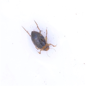 Unidentified Water beetle (several families) at Burrinjuck, NSW - 10 Feb 2025 by ConBoekel