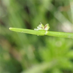 Isolepis sp. at Burrinjuck, NSW - 10 Feb 2025 02:37 PM