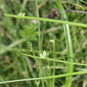 Isolepis sp. at Burrinjuck, NSW - 10 Feb 2025 02:37 PM