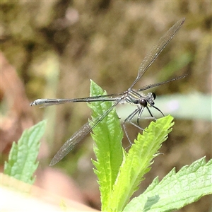 Austroargiolestes icteromelas (Common Flatwing) at Burrinjuck, NSW - 10 Feb 2025 by ConBoekel