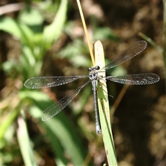 Austroargiolestes icteromelas at Burrinjuck, NSW - 10 Feb 2025 02:40 PM