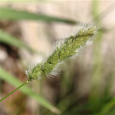 Polypogon monspeliensis (Annual Beard Grass) at Burrinjuck, NSW - 10 Feb 2025 by ConBoekel