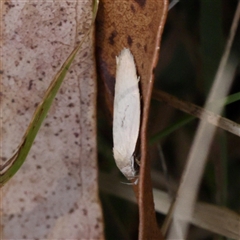 Scieropepla reversella (A Gelechioid moth (Xyloryctidae)) at Burrinjuck, NSW - 10 Feb 2025 by ConBoekel