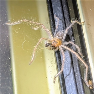 Delena cancerides (Social huntsman spider) at Kambah, ACT - 21 Feb 2025 by HelenCross