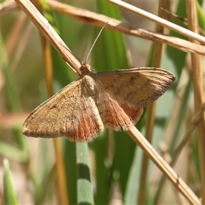 Scopula rubraria (Reddish Wave, Plantain Moth) at Burrinjuck, NSW - 10 Feb 2025 by ConBoekel