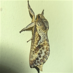 Elhamma australasiae (A Swift or Ghost moth (Hepialidae)) at Kambah, ACT - 21 Feb 2025 by HelenCross