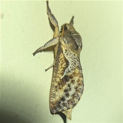 Elhamma australasiae (A Swift or Ghost moth (Hepialidae)) at Kambah, ACT - 21 Feb 2025 by HelenCross