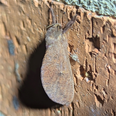 Elhamma australasiae (A Swift or Ghost moth (Hepialidae)) at Kambah, ACT - 21 Feb 2025 by HelenCross