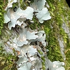 Unidentified Lichen by MazzV