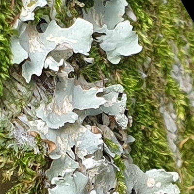 Unidentified Lichen by MazzV