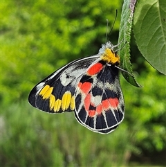 Delias harpalyce (Imperial Jezebel) at Braidwood, NSW - 22 Feb 2025 by MatthewFrawley