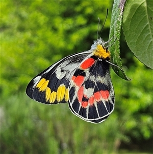 Delias harpalyce (Imperial Jezebel) at Braidwood, NSW - Today by MatthewFrawley