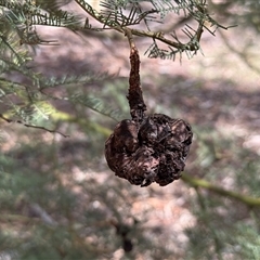 Unidentified Fungus at Kaleen, ACT - Today by LouiseSproule