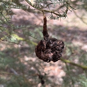 Unidentified Fungus at Kaleen, ACT - 22 Feb 2025 by LouiseSproule