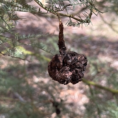 Unidentified Fungus at Kaleen, ACT - Today by LouiseSproule