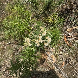 Cassinia longifolia (Shiny Cassinia, Cauliflower Bush) at Kaleen, ACT - 22 Feb 2025 by LouiseSproule