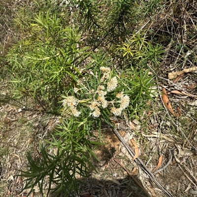 Cassinia longifolia (Shiny Cassinia, Cauliflower Bush) at Kaleen, ACT - 22 Feb 2025 by LouiseSproule