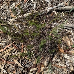 Cheilanthes sieberi (Rock Fern) at Kaleen, ACT - 22 Feb 2025 by LouiseSproule