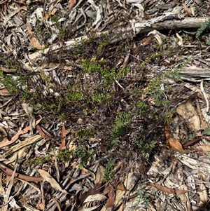 Cheilanthes sieberi at Kaleen, ACT - Yesterday 11:44 AM