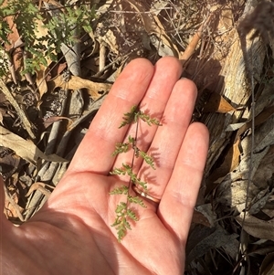 Cheilanthes sieberi at Kaleen, ACT - Yesterday 11:44 AM